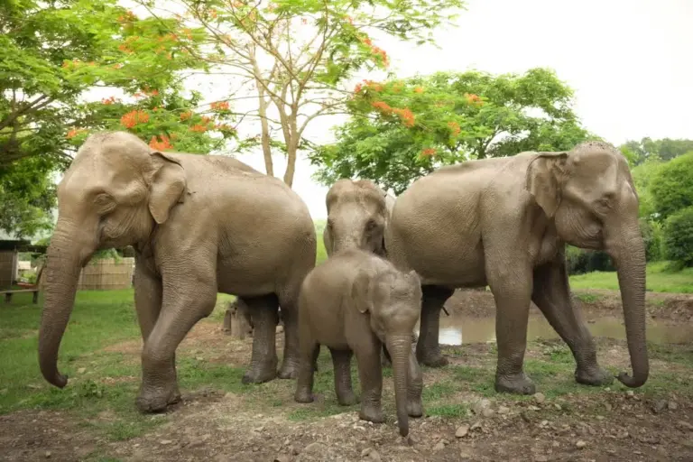 Visita ao Santuário de Elefantes em Chiang Mai