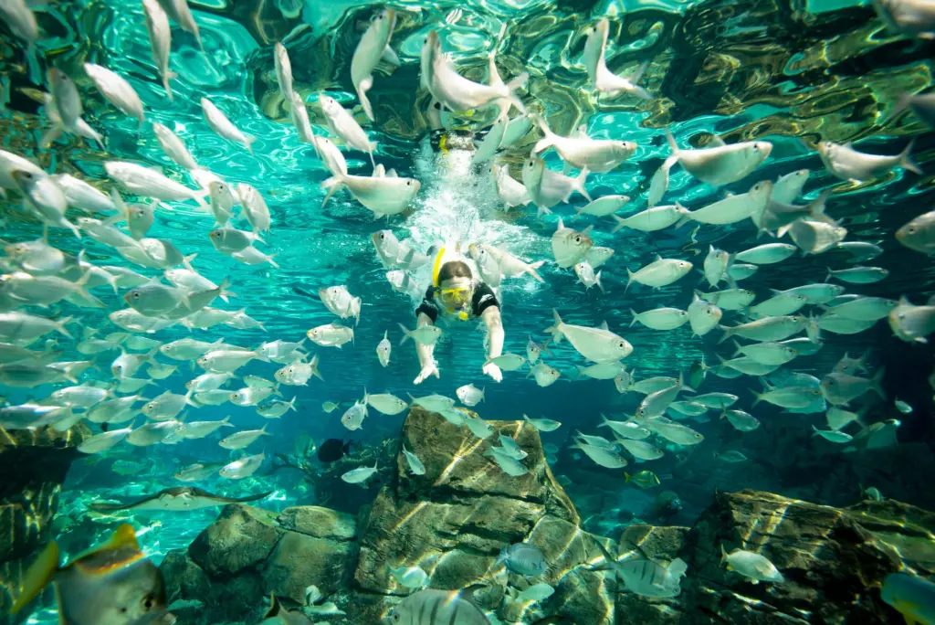 Mergulho no Discovery Cove