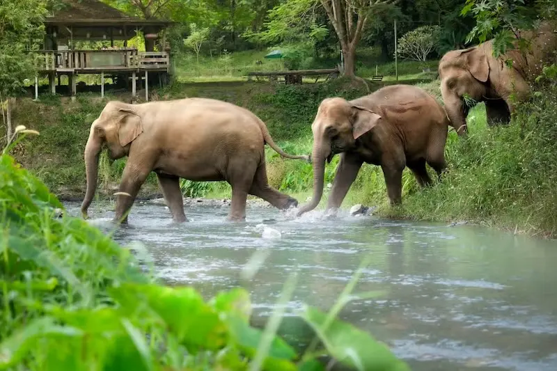 Santuário de Elefantes em Chiang Mai