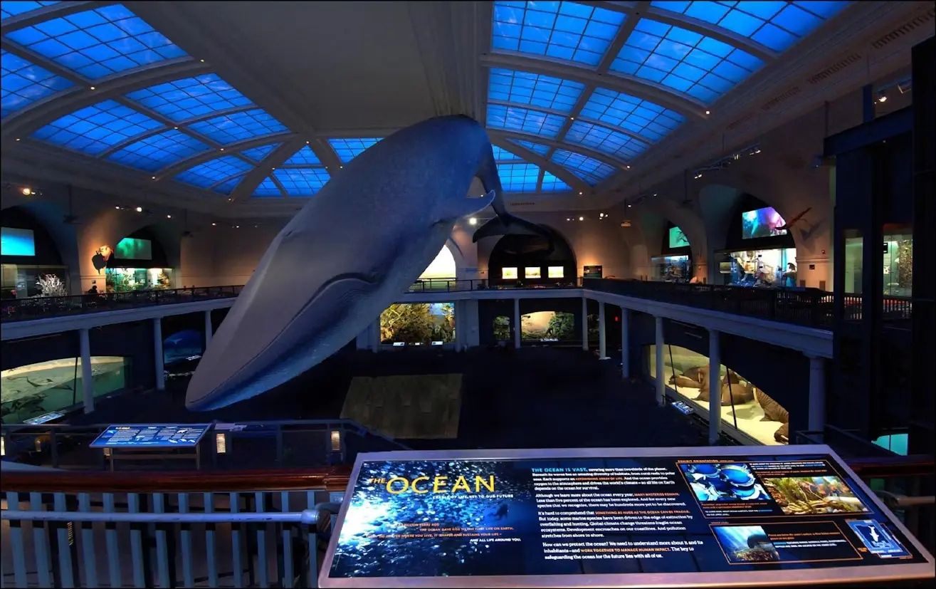 Baleia no Museu Americano de História Natural em Nova York