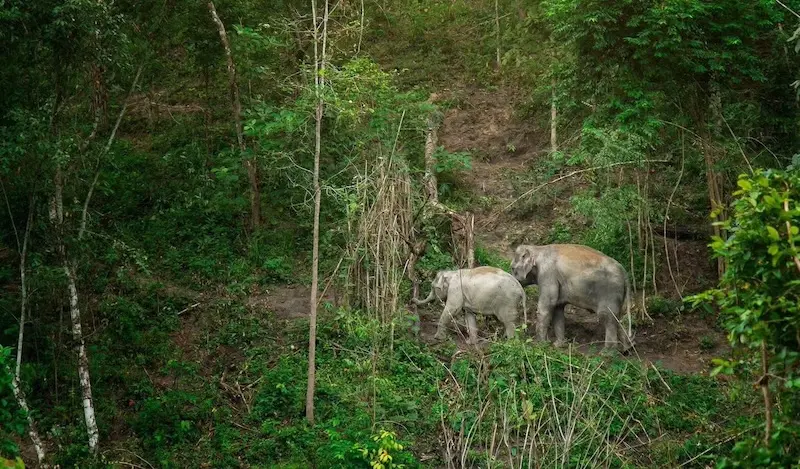 Visita ao Santuário de Elefantes em Chiang Mai 