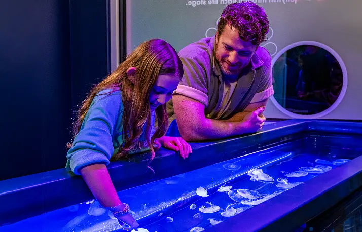 Jewels of the Sea: The Jellyfish Experience no SeaWorld San Diego