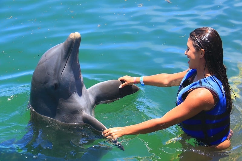 Nadando com um golfinho em Punta Cana Nadando com um golfinho em Punta Cana