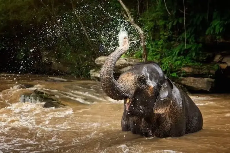 Santuário de Elefantes em Chiang Mai - banho de lama
