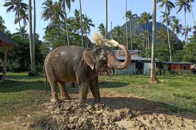 Santuário de Elefantes em Ao Nang: banho