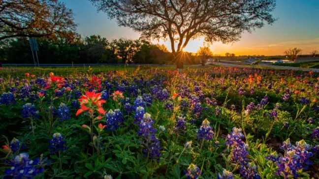 Dallas na primavera