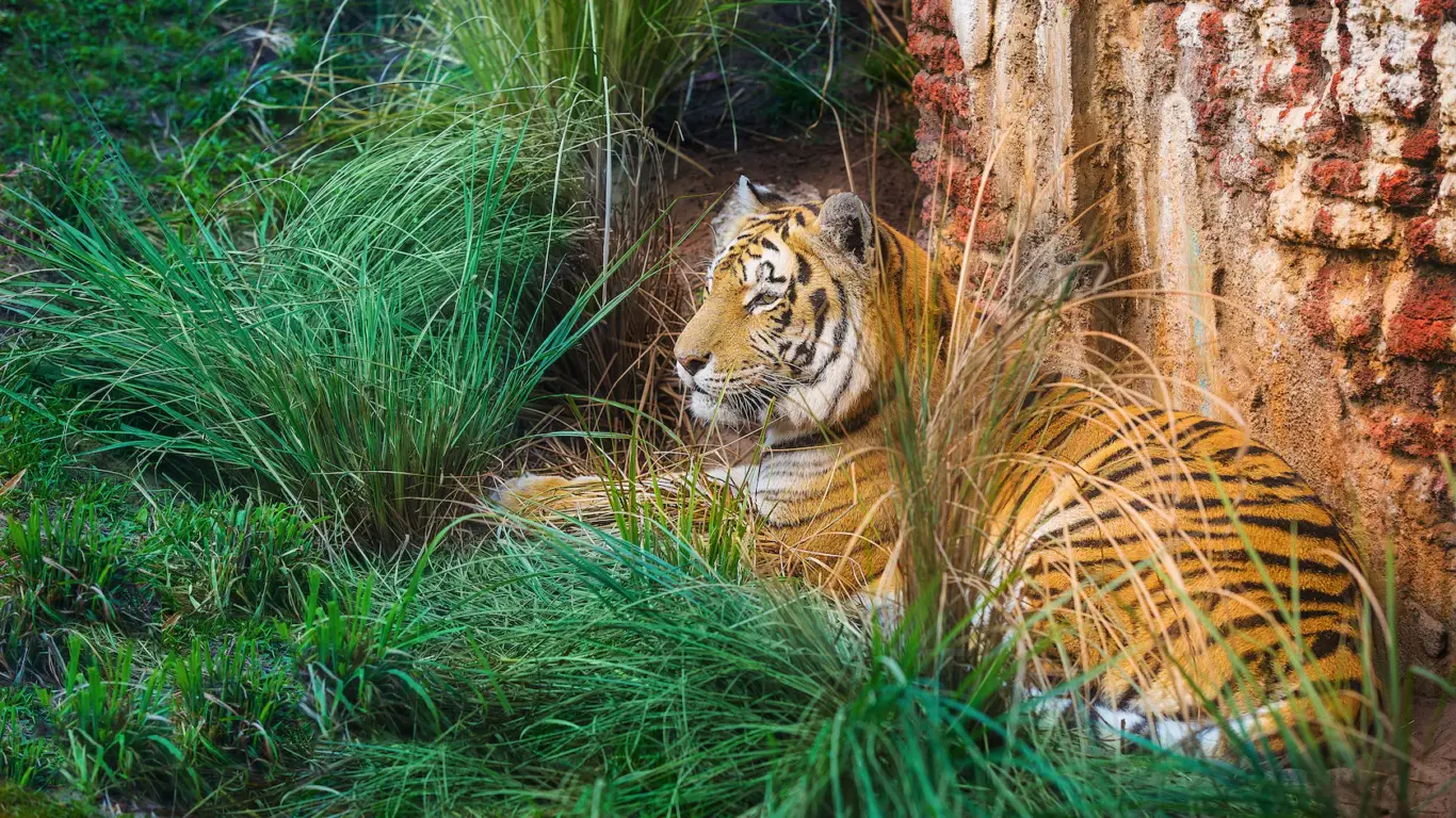 Maharajah Jungle Trek no Disney Animal Kingdom