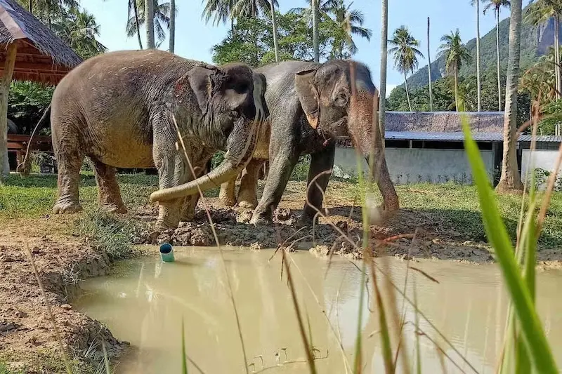 Visita ao Santuário de Elefantes em Ao Nang Visita ao Santuário de Elefantes em Ao Nang
