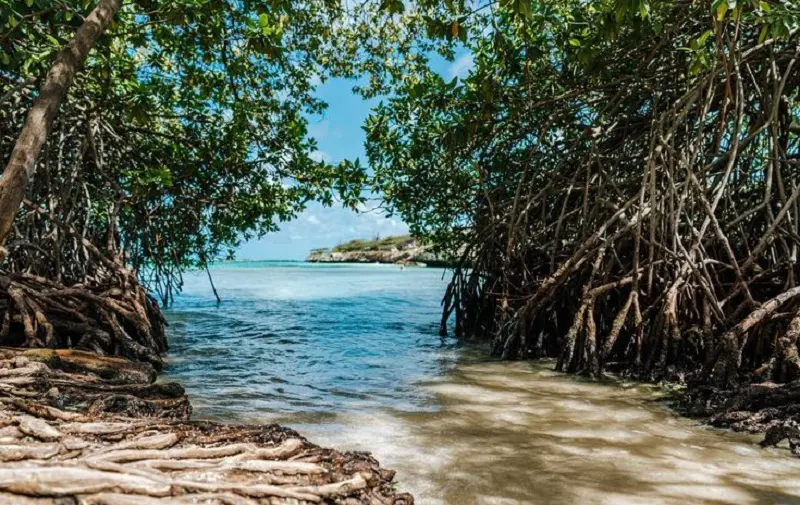 Passeio para conhecer Mangel Halto em Aruba 