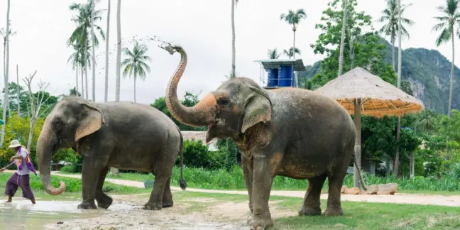 Visita ao Santuário de Elefantes em Ao Nang na Tailândia