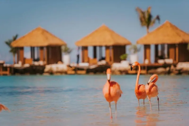 Flamingo Beach em Aruba Flamingo Beach em Aruba