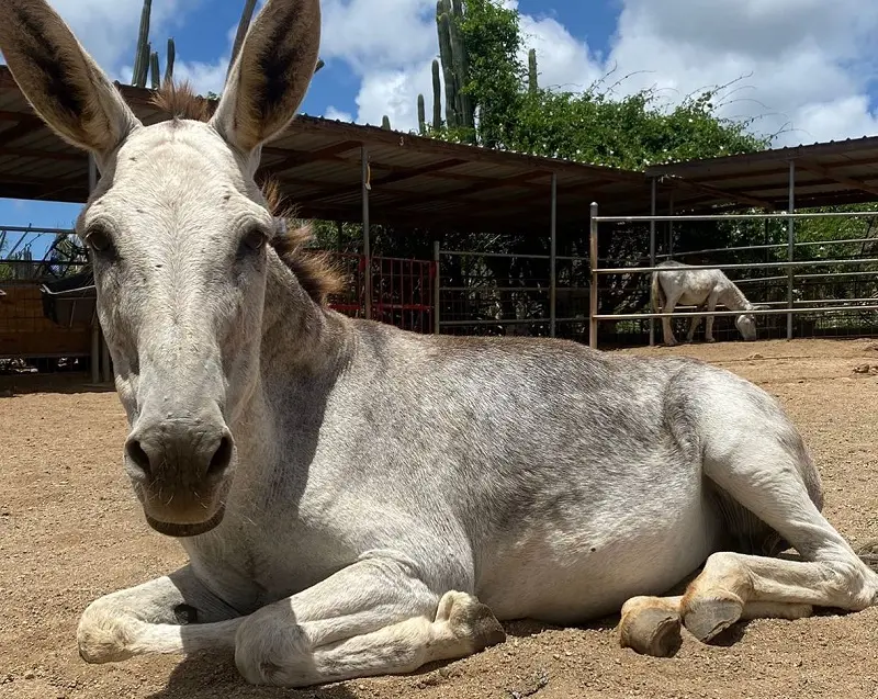 Santuário de burros em Aruba Santuário de burros em Aruba