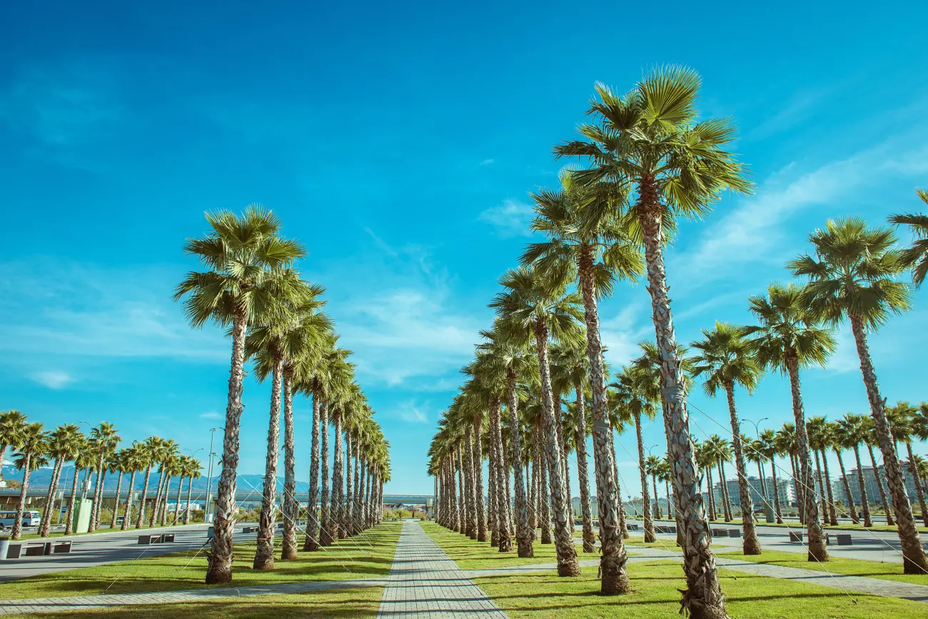Paisagem de palmeiras em Miami
