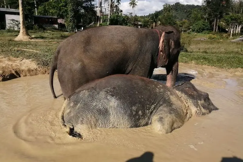 Santuário de Elefantes em Ao Nang