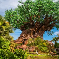 Onde comprar ingressos do Animal Kingdom da Disney Orlando