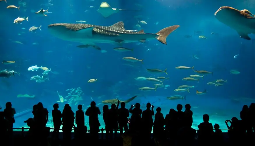 New England Aquarium em Boston