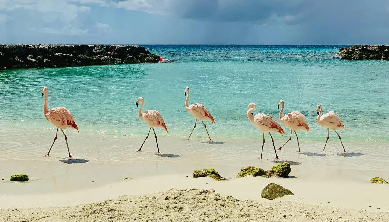 O que fazer em 6 dias em Aruba O que fazer em 6 dias em Aruba