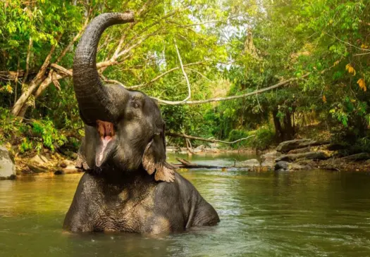 Visita ao Jungle Elephant Sanctuary em Phuket