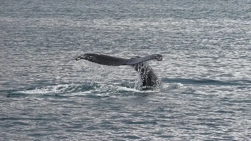 Avistamento de baleias em Samaná