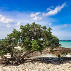 Agosto em Aruba: Como é o que fazer!