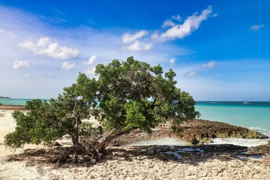 Agosto em Aruba: Como é o que fazer!