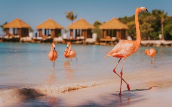 Abril em Aruba: Como é e o que fazer!