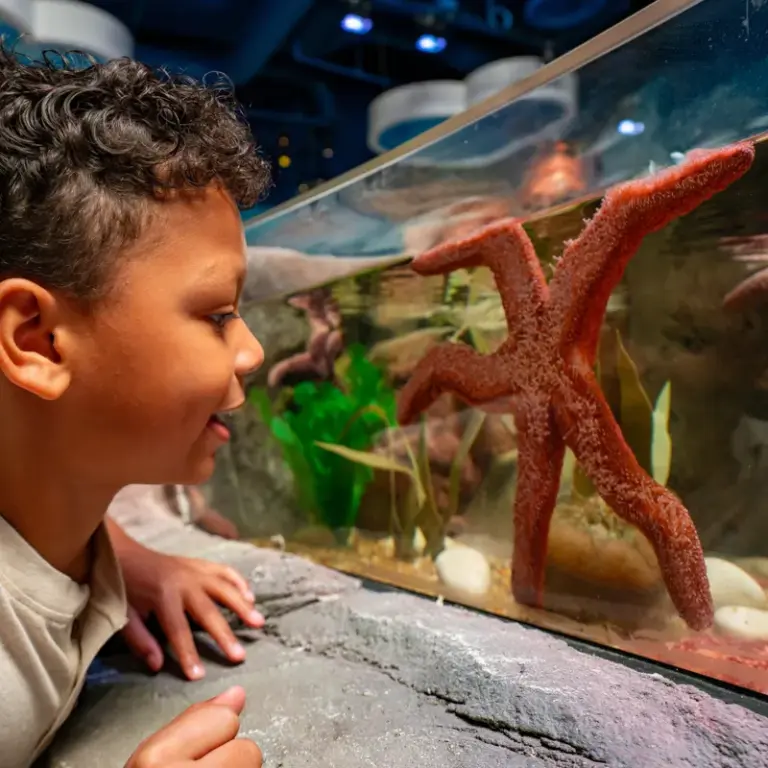 Estrelas do mar no Sea Life Aquarium Florida