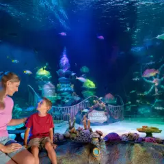Sea Life Aquarium Florida: Tudo sobre o aquário de Legoland