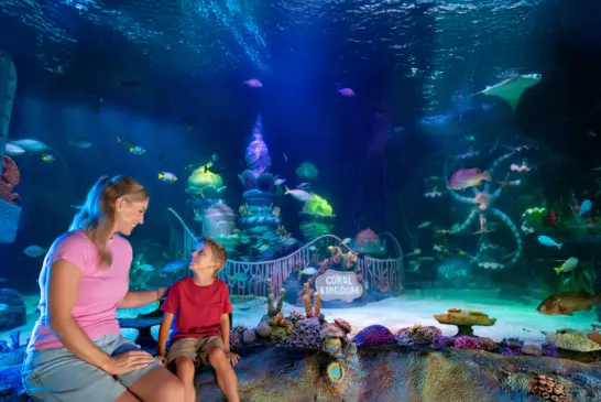 Sea Life Aquarium Florida: Tudo sobre o aquário de Legoland