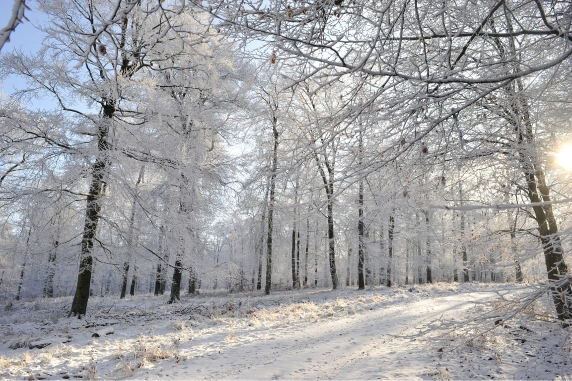Ardenas no inverno