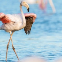 Excursão às Hato Caves e o santuário de flamingos em Curaçao
