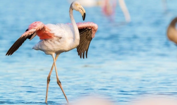 Excursão às Hato Caves e o santuário de flamingos em Curaçao Excursão às Hato Caves e o santuário de flamingos em Curaçao