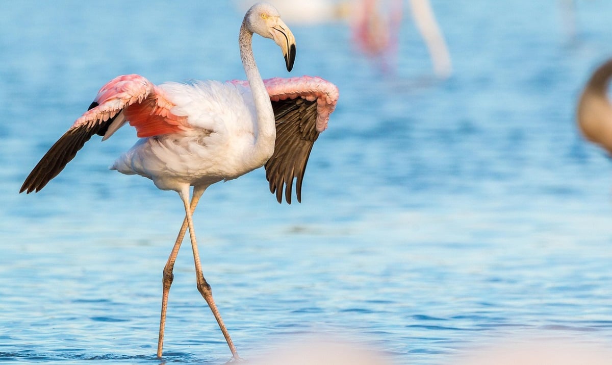 Excursão às Hato Caves e o santuário de flamingos em Curaçao