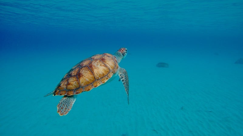 Praia Piskado em Curaçao
