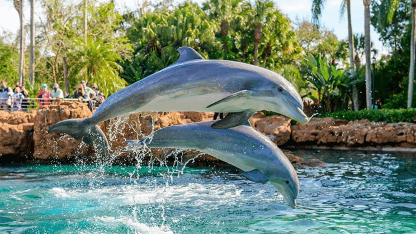 Encontro com Golfinhos no Parque SeaWorld Orlando
