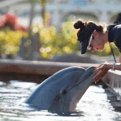 Encontro com Golfinhos no Parque SeaWorld Orlando