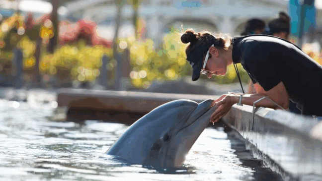 Encontro com Golfinhos no Parque SeaWorld Orlando