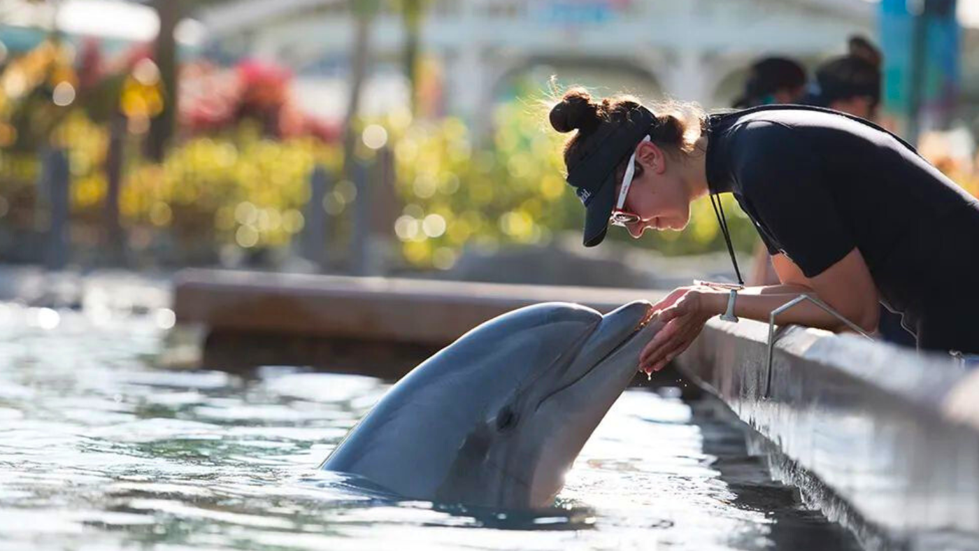 Encontro com Golfinhos no Parque SeaWorld Orlando