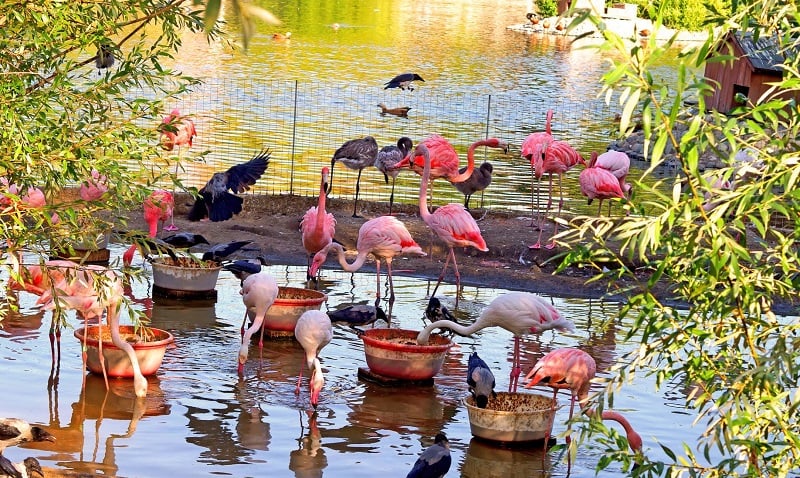 Explorar o Ardastra Gardens, Zoo and Conservation Centre
