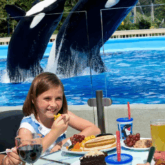 Almoço com baleias orcas no Parque SeaWorld Orlando: Vale a pena?
