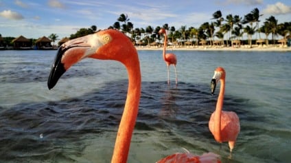 Onde fica Aruba? Todas as dicas e informações importantes! Onde fica Aruba? Todas as dicas e informações importantes!