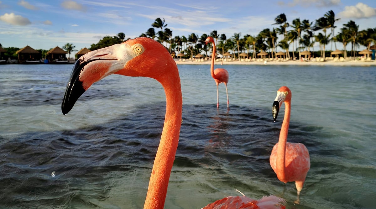 Onde fica Aruba? Todas as dicas e informações importantes!