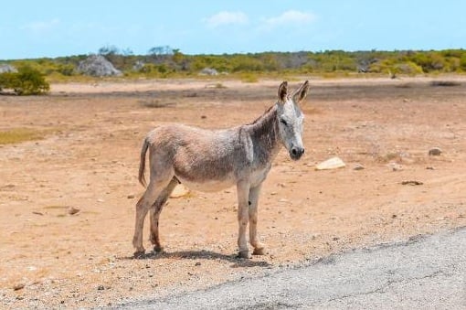 Santuário de burros em Bonaire
