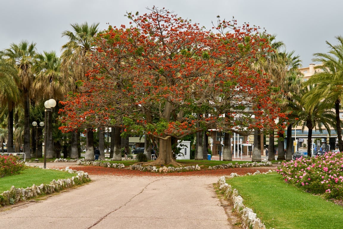 Outono em Cannes Outono em Cannes