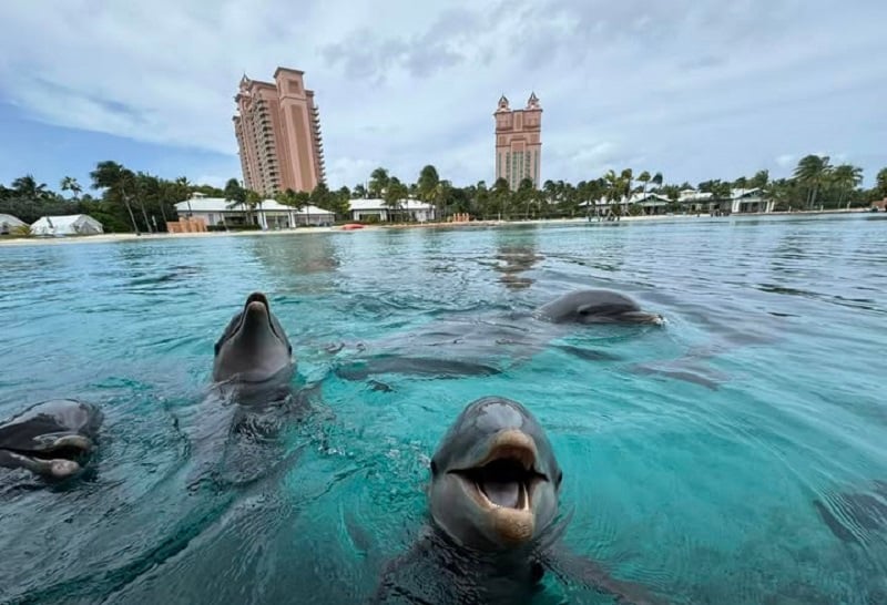 Dolphin Cay nas Bahamas