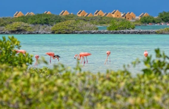 Ingresso para o tour privado pelo norte de Bonaire