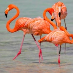 Ingressos para os passeios da ilha Bonaire no Caribe