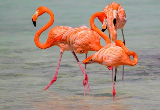 Ingressos para os passeios da ilha Bonaire no Caribe