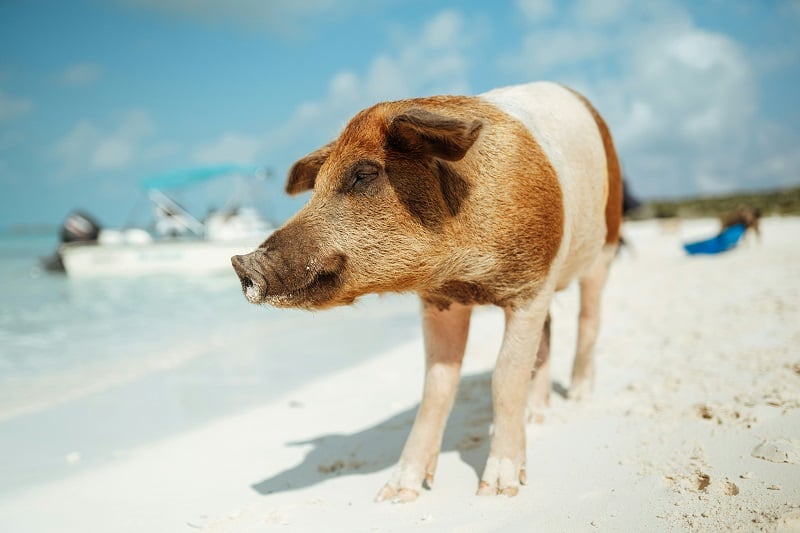 Excursão a Rose Island com avistamento de porcos