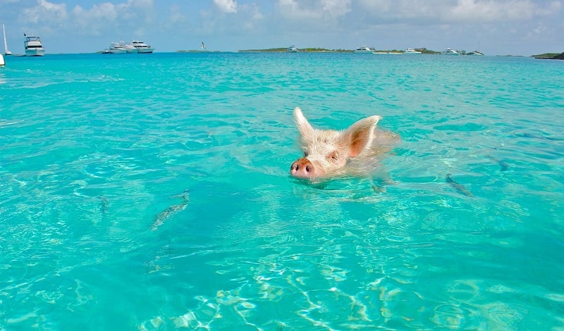Porcos nadadores nas Bahamas